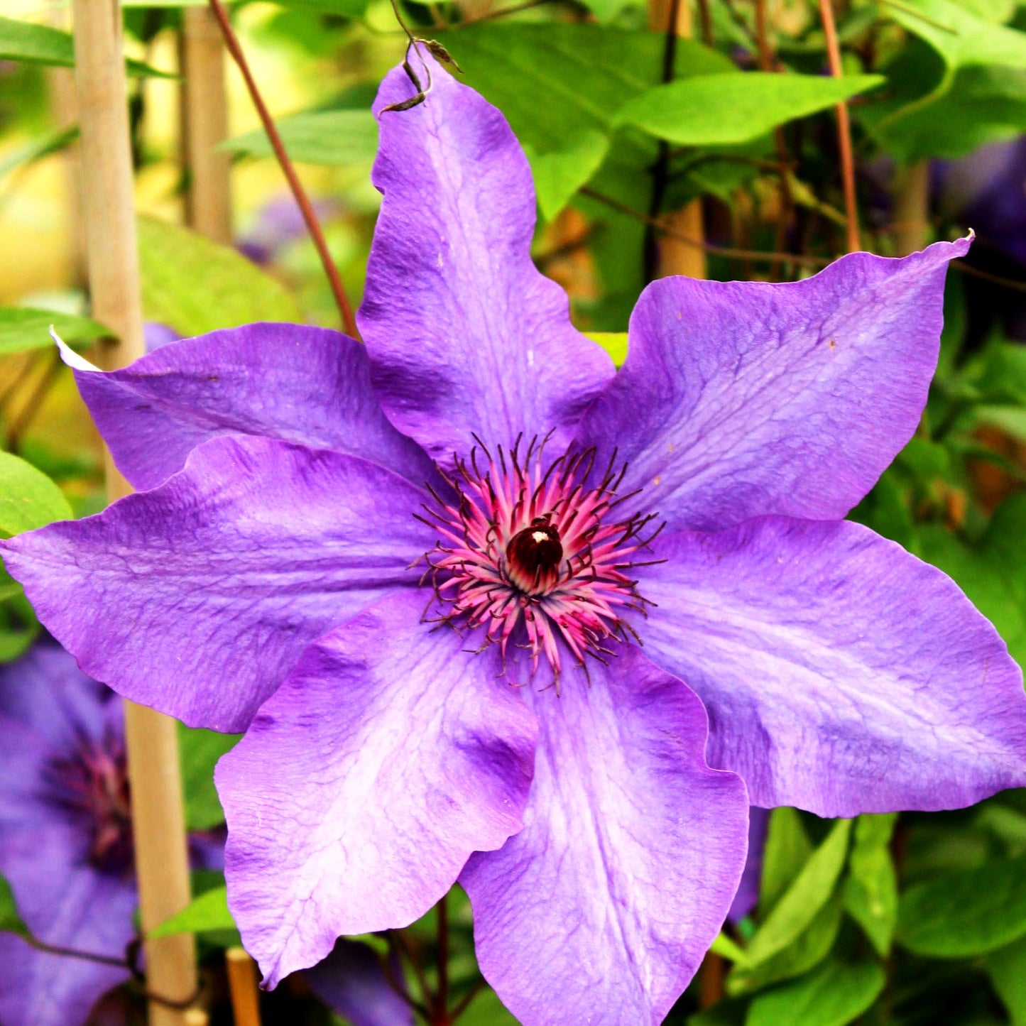 Großblütige Waldrebe 'Elsa Späth' (Clematis x cult.)