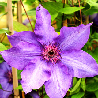 Großblütige Waldrebe 'Elsa Späth' (Clematis x cult.)