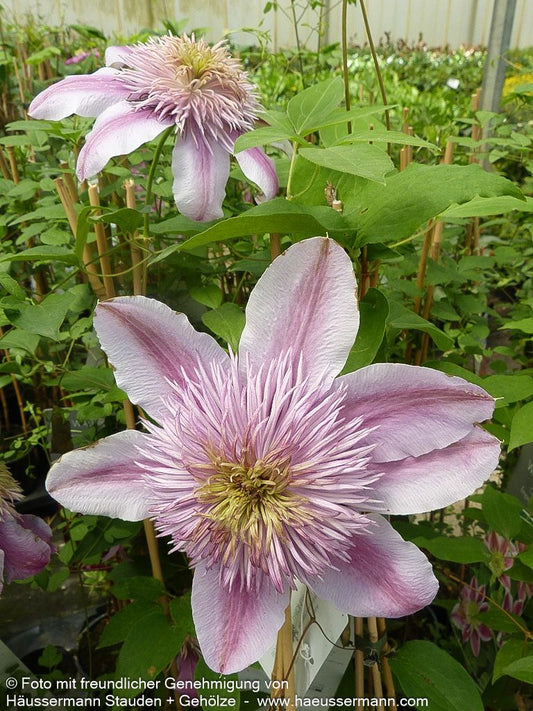 Großblütige Waldrebe 'Empress' (Clematis x cult.)