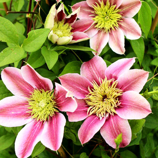 Großblütige Waldrebe 'Empress' (Clematis x cult.)
