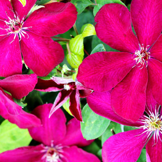 Großblütige Waldrebe 'Ernest Markham' (Clematis x cult.)