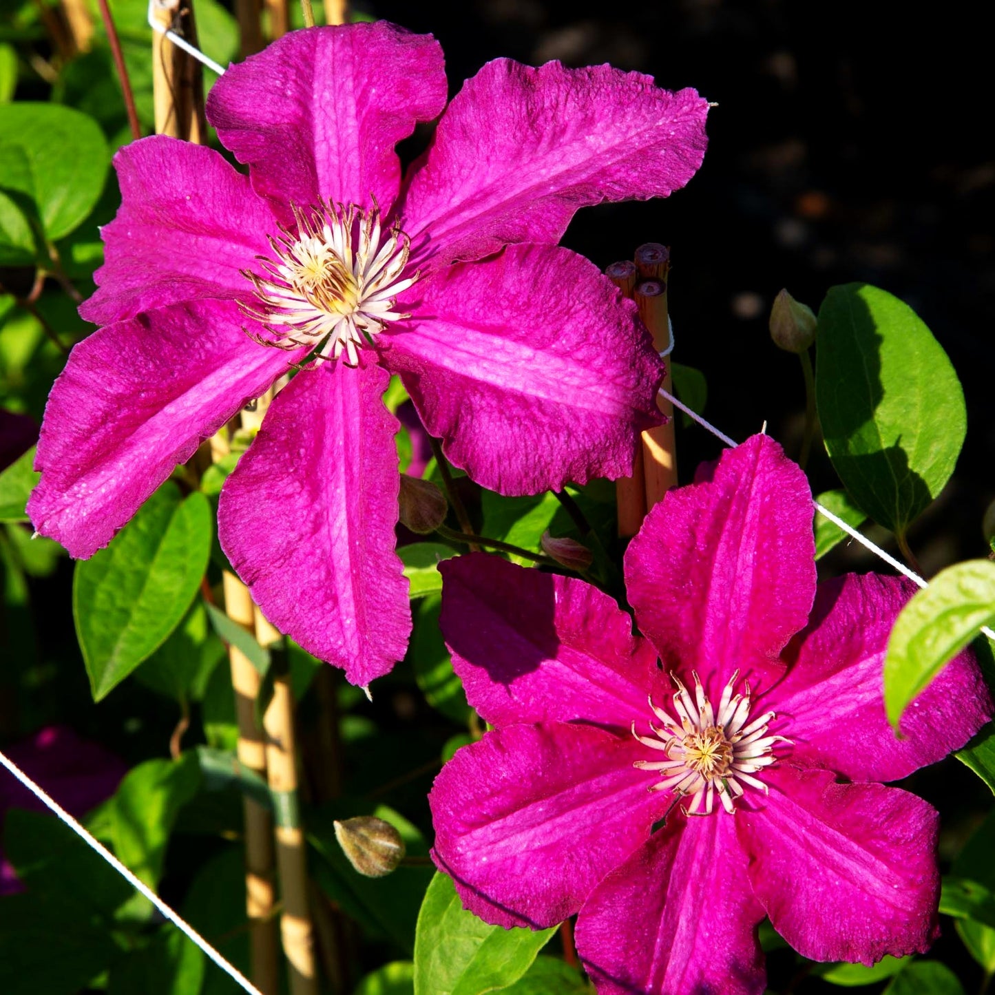 Großblütige Waldrebe 'Ernest Markham' (Clematis x cult.)