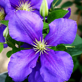 Großblütige Waldrebe 'General Sikorski' (Clematis x cult.)
