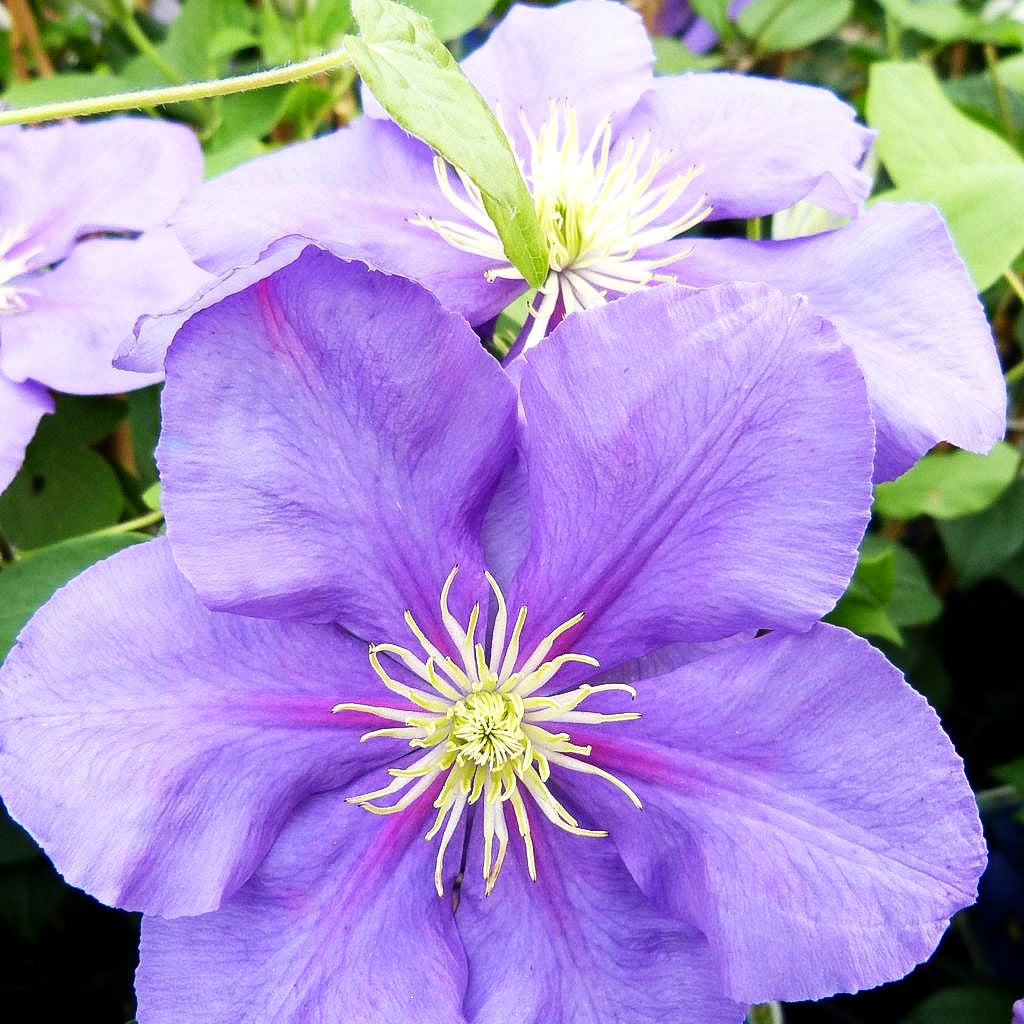 Großblütige Waldrebe 'General Sikorski' (Clematis x cult.)