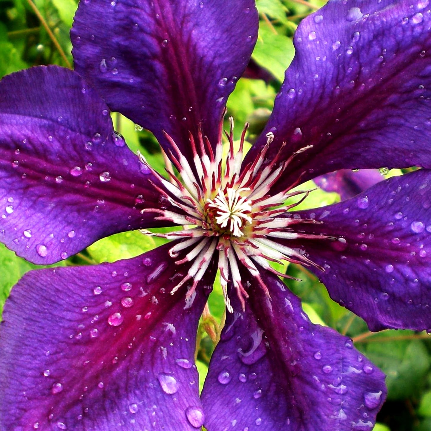 Großblütige Waldrebe 'Gipsy Queen' (Clematis x cult.)