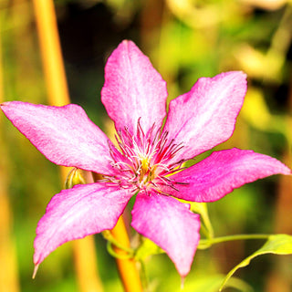 Großblütige Waldrebe 'Giselle' (Clematis x cult.)
