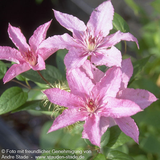 Großblütige Waldrebe 'Hagley Hybrid' (Clematis x cult.)
