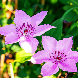 Großblütige Waldrebe 'Hagley Hybrid' (Clematis x cult.)