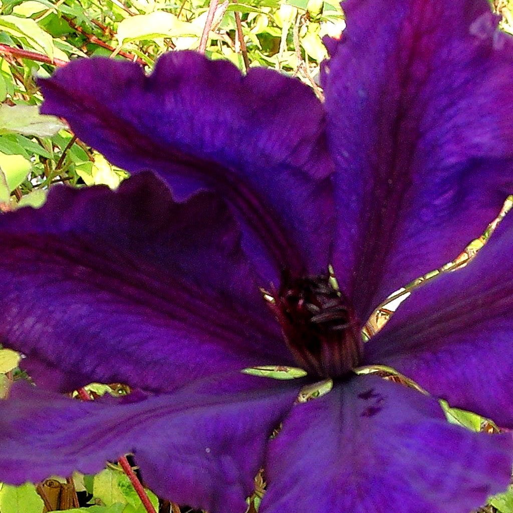 Großblütige Waldrebe 'Honora' (Clematis x cult.)
