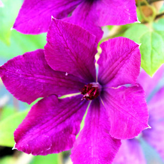Großblütige Waldrebe 'Honora' (Clematis x cult.)
