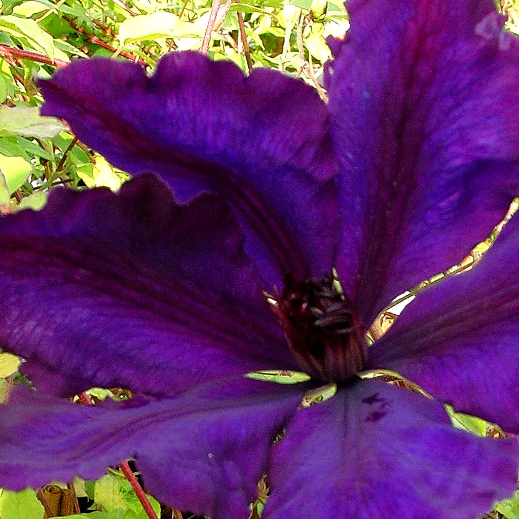 Großblütige Waldrebe 'Honora' (Clematis x cult.)