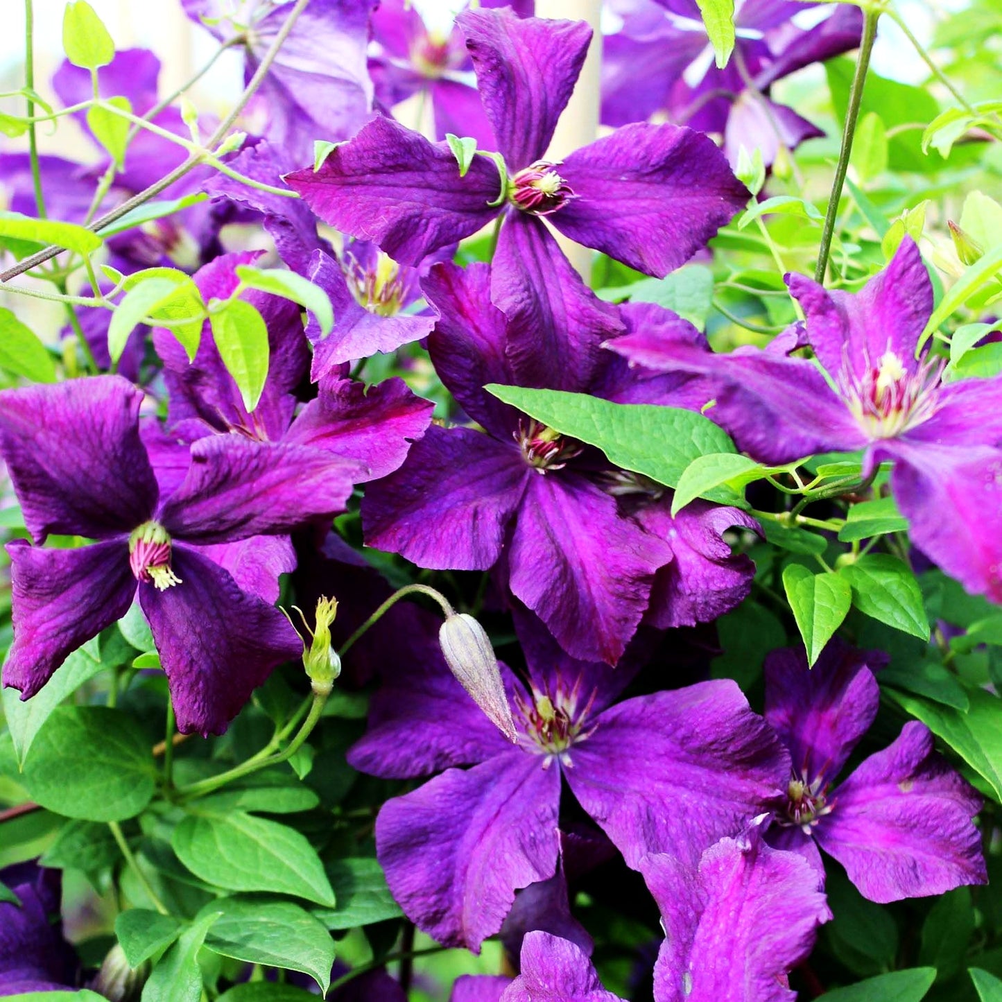 Großblütige Waldrebe 'Jackmanii' (Clematis x cult.)