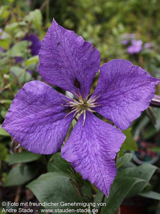 Großblütige Waldrebe 'Jackmanii' (Clematis x cult.)