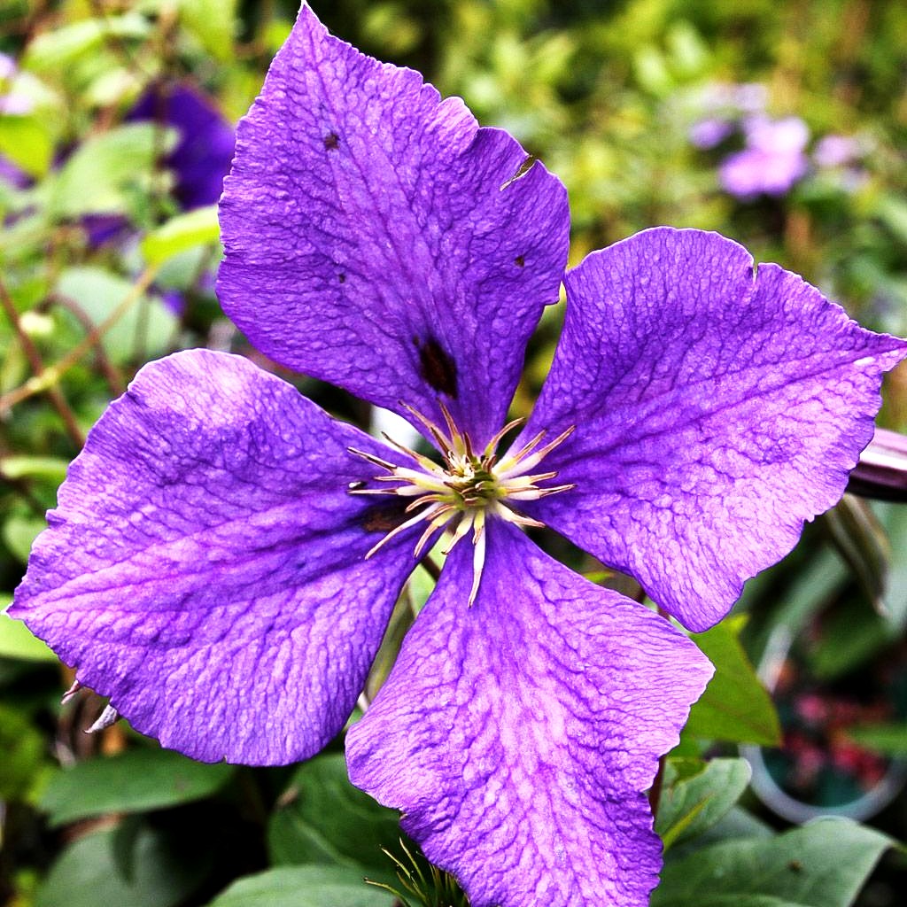 Großblütige Waldrebe 'Jackmanii' (Clematis x cult.)