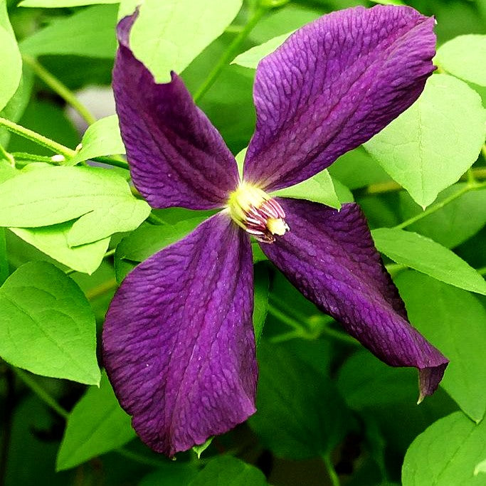 Großblütige Waldrebe 'Jackmanii' (Clematis x cult.)