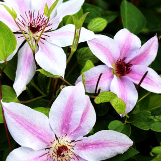 Großblütige Waldrebe 'John Paul II' (Clematis x cult.)