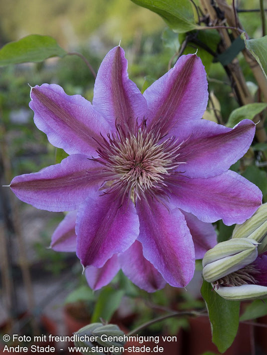 Großblütige Waldrebe 'Josephine' (Clematis x cult.)