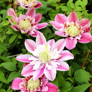 Großblütige Waldrebe 'Josephine' (Clematis x cult.)