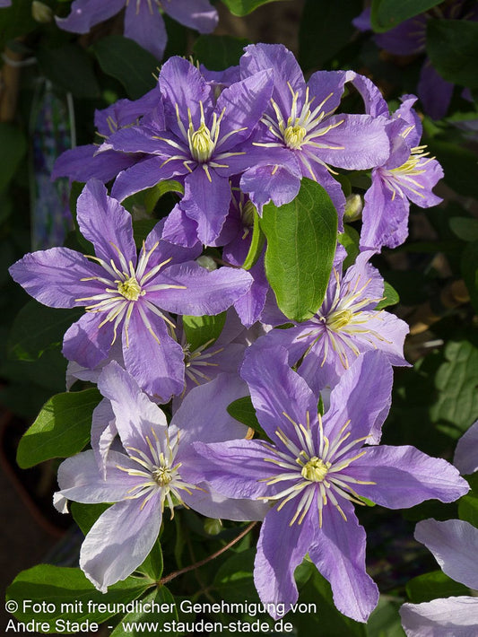 Großblütige Waldrebe 'Justa' (Clematis x cult.)