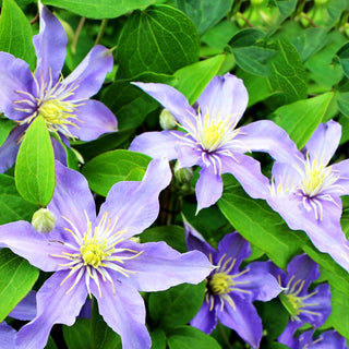Großblütige Waldrebe 'Justa' (Clematis x cult.)