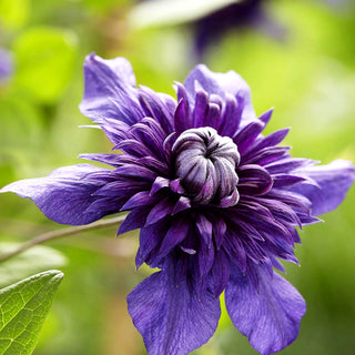 Großblütige Waldrebe 'Kokonoe' (Clematis)