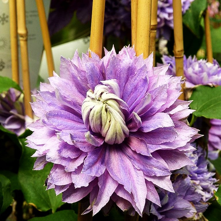 Großblütige Waldrebe 'Kokonoe' (Clematis)