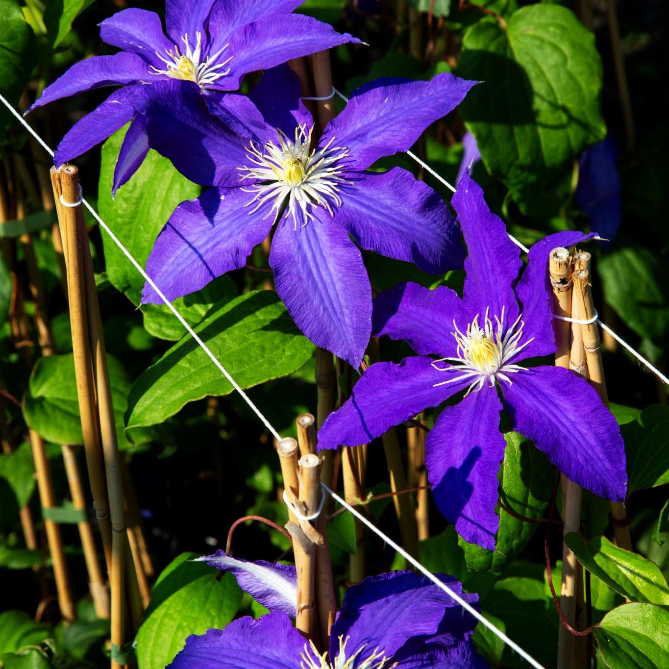 Großblütige Waldrebe 'Lasurstern' (Clematis x cult.)
