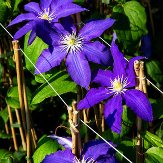 Großblütige Waldrebe 'Lasurstern' (Clematis x cult.)