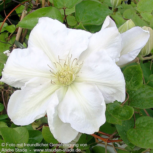 Großblütige Waldrebe 'Madame Le Coultre' (Clematis x cult.)