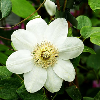 Großblütige Waldrebe 'Madame Le Coultre' (Clematis x cult.)