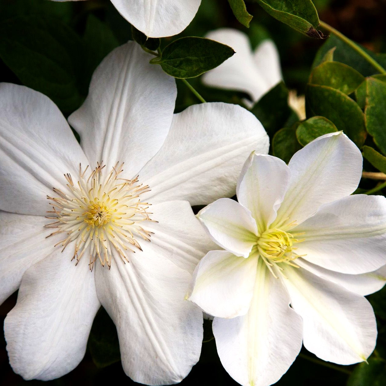 Großblütige Waldrebe 'Madame Le Coultre' (Clematis x cult.)