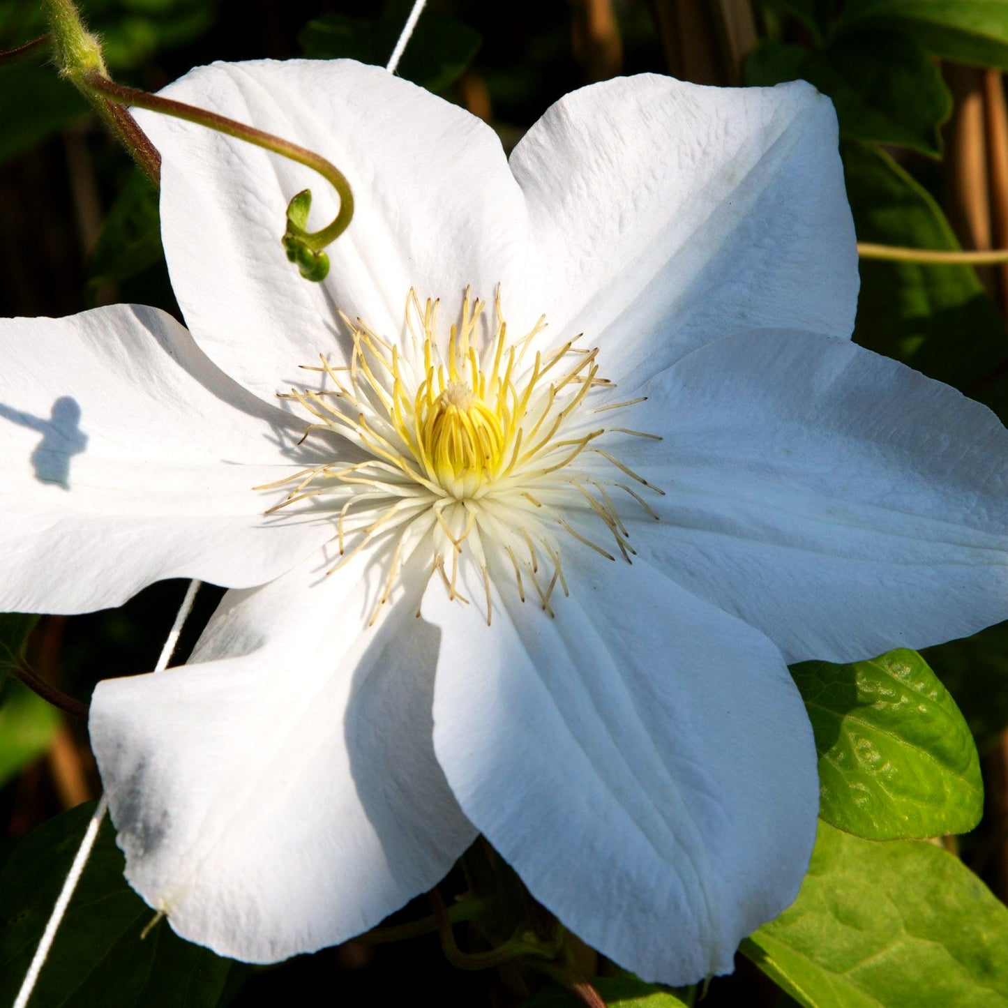 Großblütige Waldrebe 'Madame Le Coultre' (Clematis x cult.)