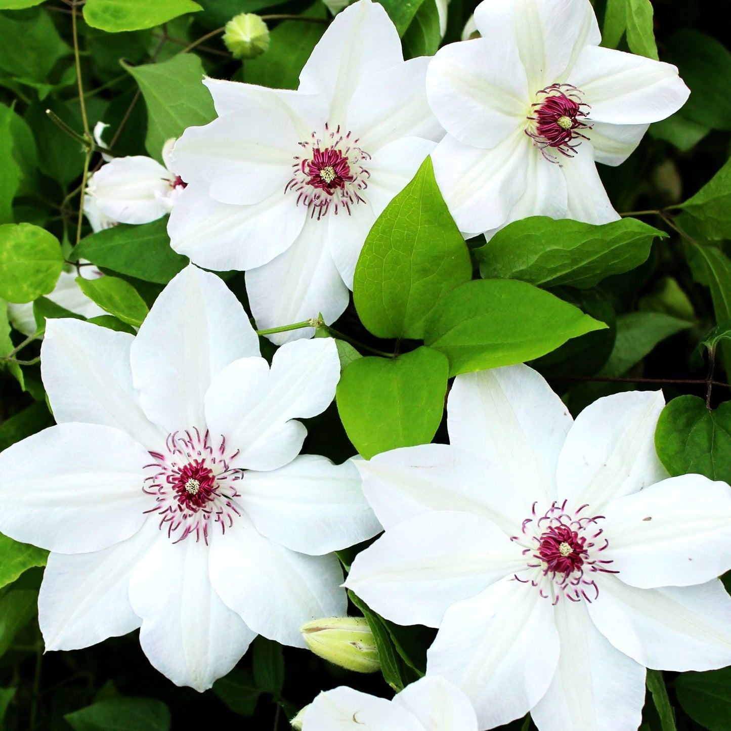 Großblütige Waldrebe 'Miss Bateman' (Clematis x cult.)