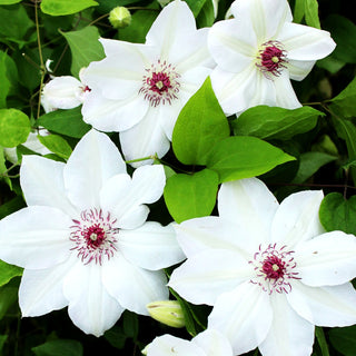 Großblütige Waldrebe 'Miss Bateman' (Clematis x cult.)