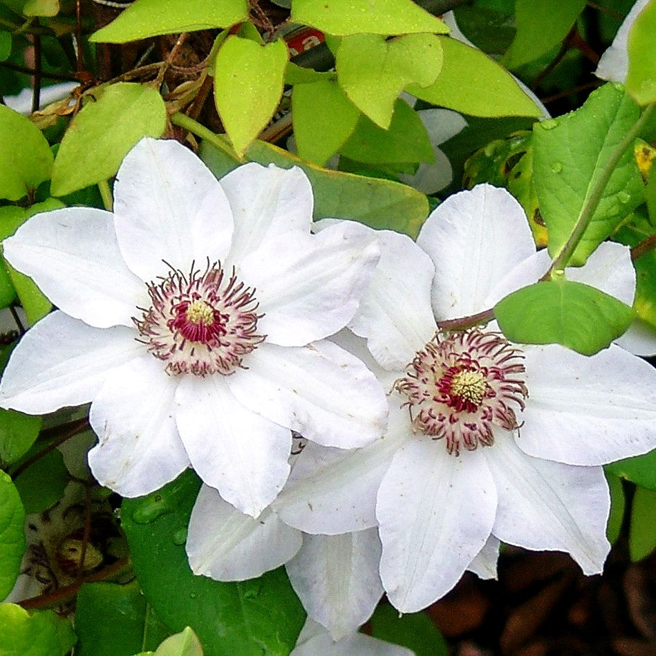 Großblütige Waldrebe 'Miss Bateman' (Clematis x cult.)