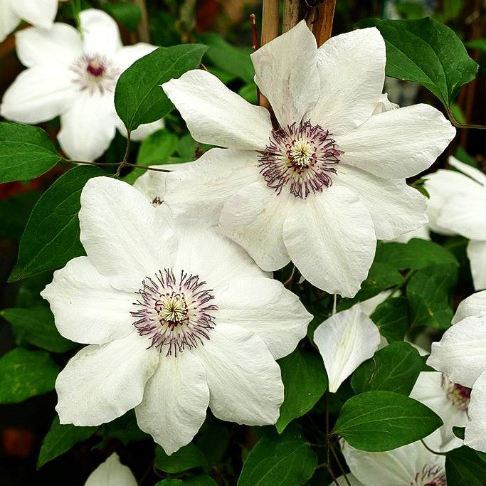 Großblütige Waldrebe 'Miss Bateman' (Clematis x cult.)