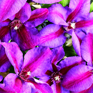 Großblütige Waldrebe 'Mrs.N.Thompson' (Clematis x cult.)