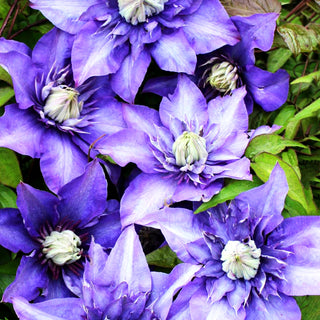 Großblütige Waldrebe 'Multi Blue' (Clematis x cult.)
