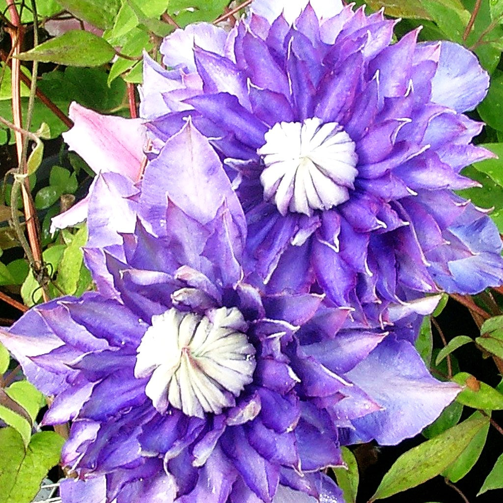 Großblütige Waldrebe 'Multi Blue' (Clematis x cult.)
