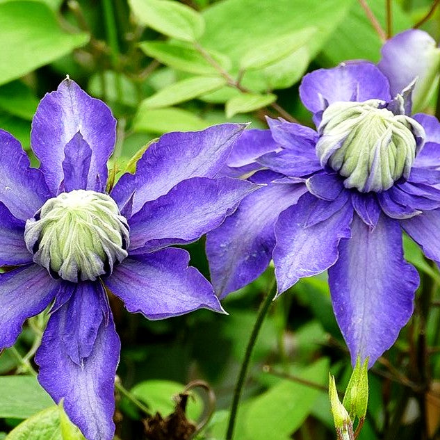 Großblütige Waldrebe 'Multi Blue' (Clematis x cult.)