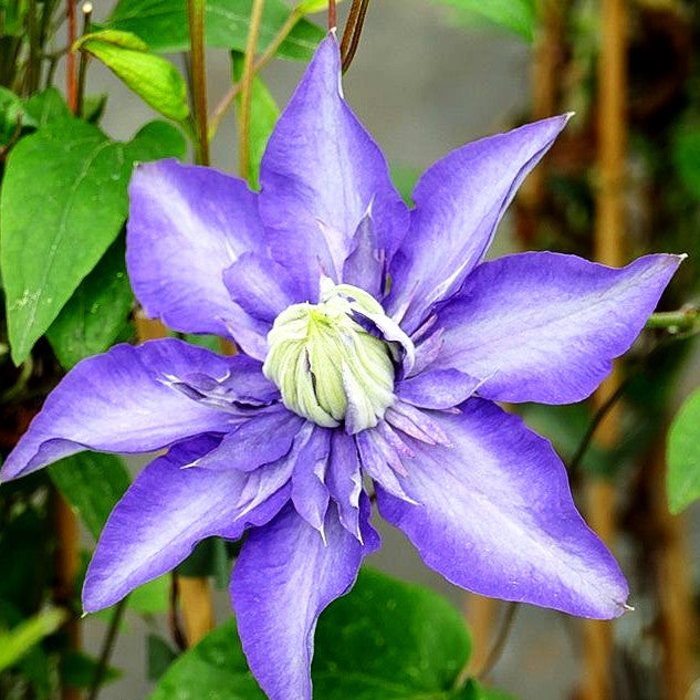 Großblütige Waldrebe 'Multi Blue' (Clematis x cult.)