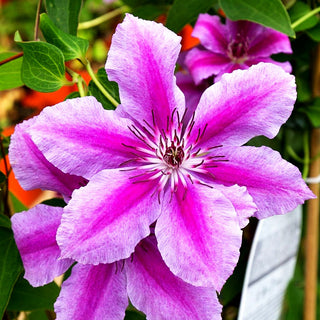 Großblütige Waldrebe 'Nelly Moser' (Clematis x cult.)