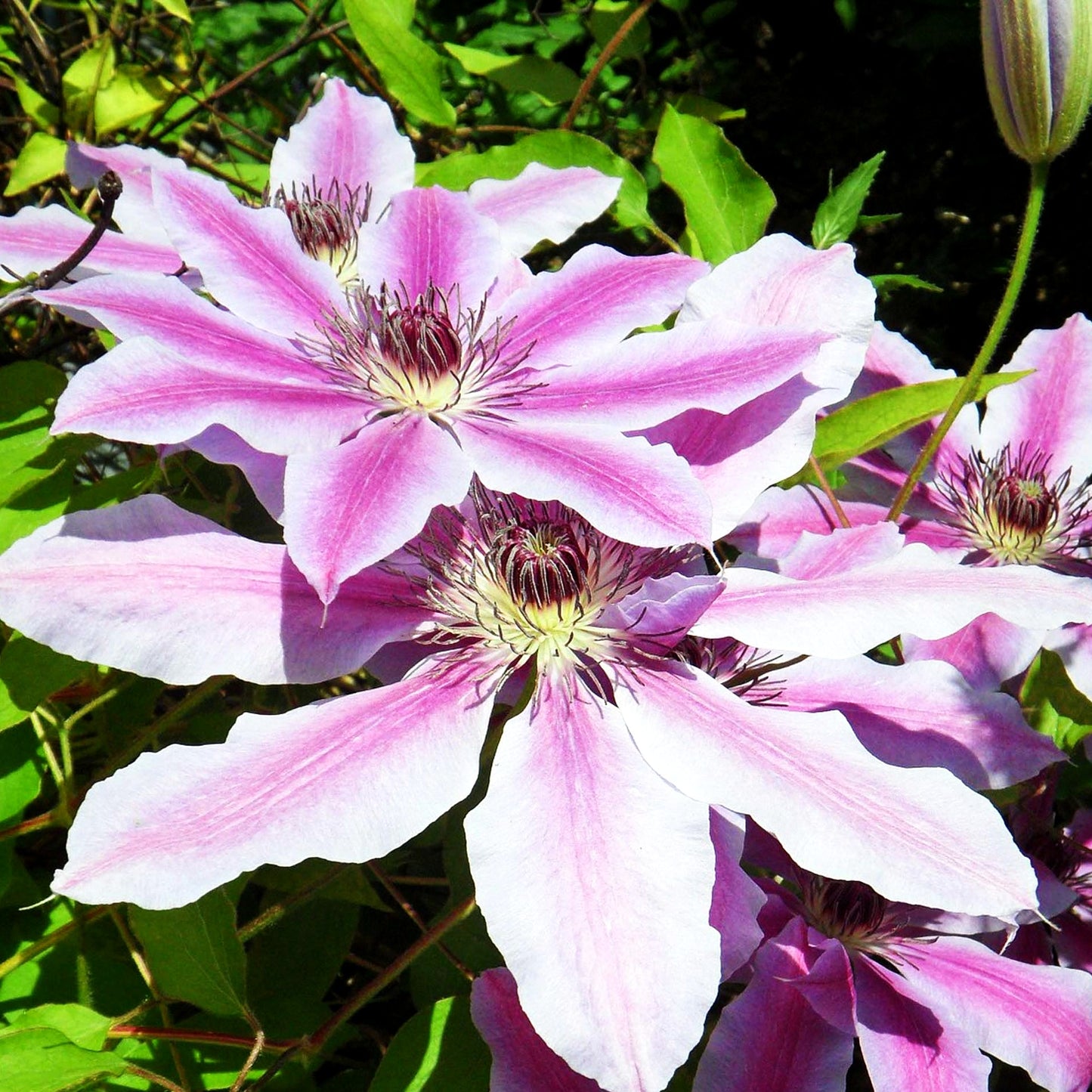 Großblütige Waldrebe 'Nelly Moser' (Clematis x cult.)