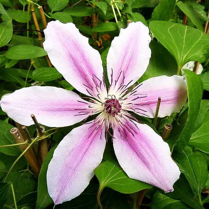Großblütige Waldrebe 'Nelly Moser' (Clematis x cult.)