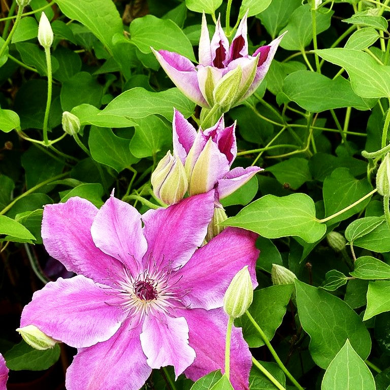 Großblütige Waldrebe 'Nelly Moser' (Clematis x cult.)