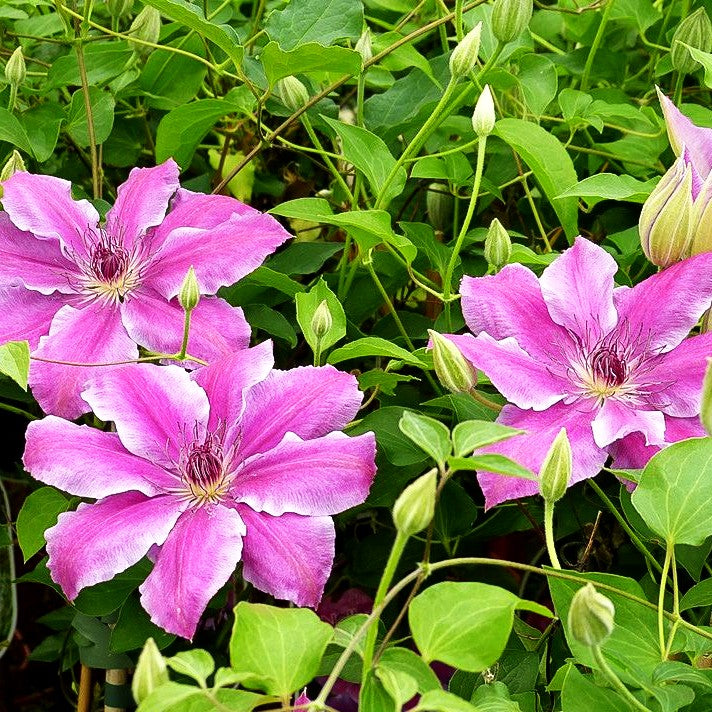 Großblütige Waldrebe 'Nelly Moser' (Clematis x cult.)