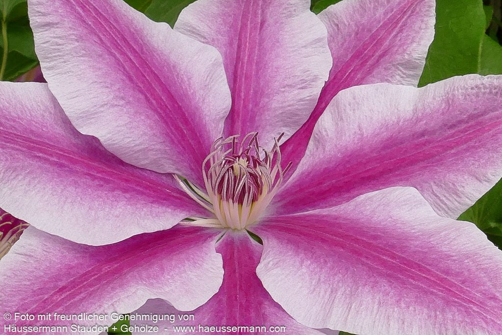 Großblütige Waldrebe 'Nelly Moser' (Clematis x cult.)