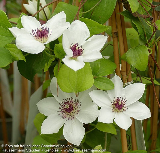 Großblütige Waldrebe 'Ninon' (Clematis x cult.)