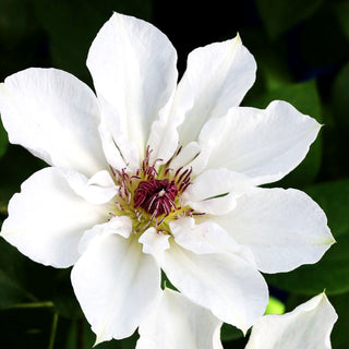 Großblütige Waldrebe 'Ninon' (Clematis x cult.)