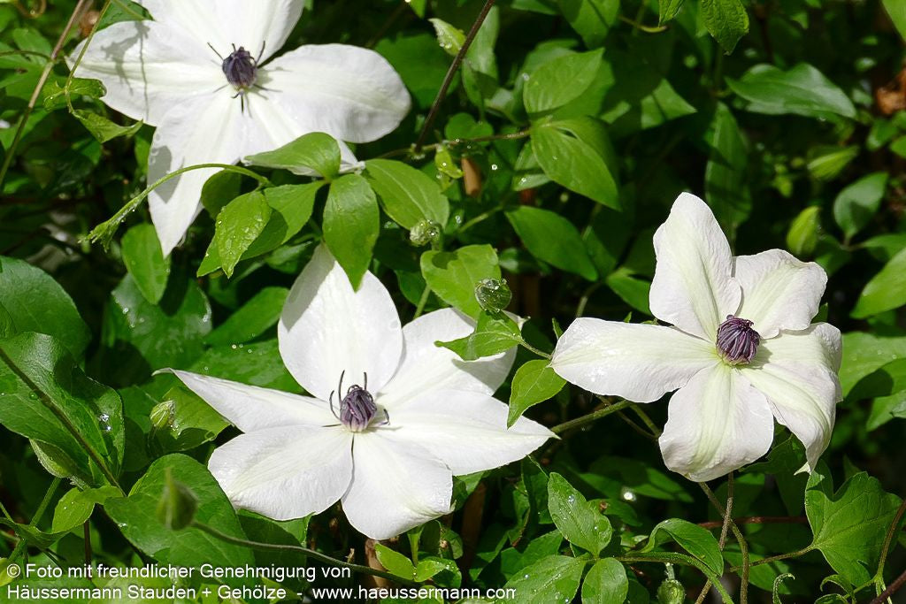 Großblütige Waldrebe 'Ninon' (Clematis x cult.)